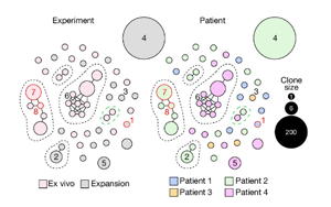 Nature：SARS-CoV-2一部分蛋白質(zhì)與人類蛋白質(zhì)SNX8非常相似