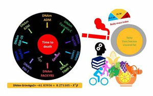 獨(dú)特的衰老生物標(biāo)志物