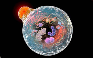 《Nature》在線粒體中發(fā)現(xiàn)新機制