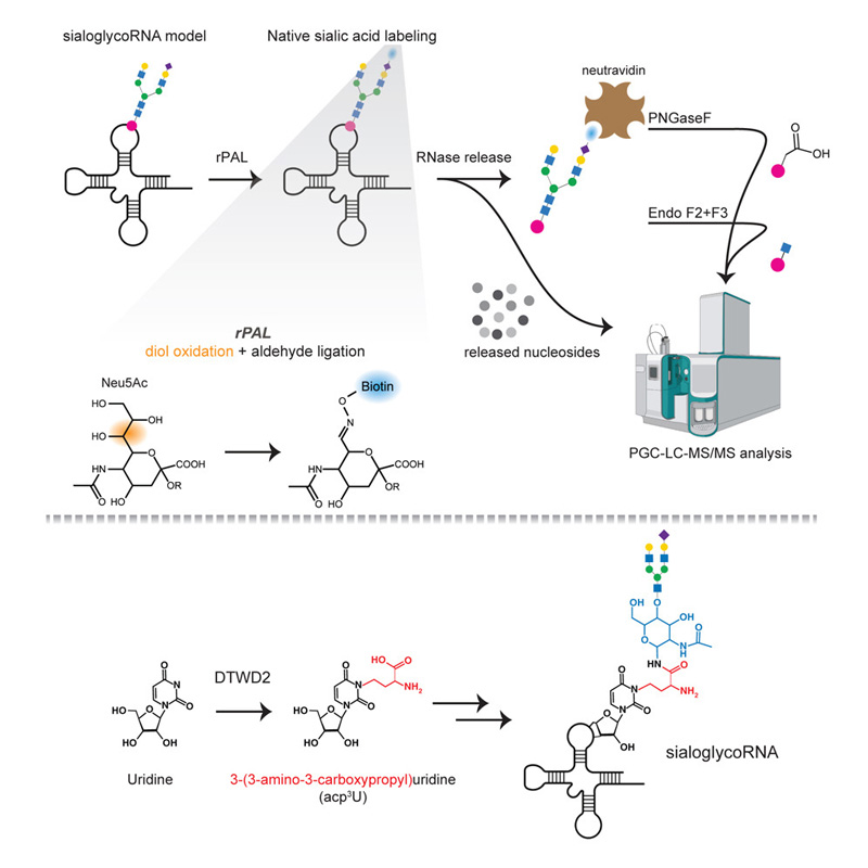一種靈敏且可擴(kuò)展的檢測和表征天然糖RNA的方案 一種靈敏且可擴(kuò)展的檢測和表征天然糖RNA的方案