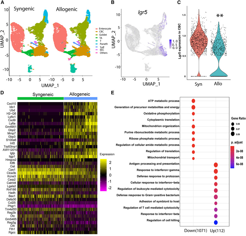 腸移植物抗宿主病后Lgr5+ISCs的單細胞轉(zhuǎn)錄組學(xué)分析 腸移植物抗宿主病后Lgr5+ISCs的單細胞轉(zhuǎn)錄組學(xué)分析