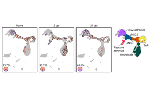 《Nature》表觀遺傳修飾成功將星形膠質(zhì)細胞重編程為腦干細胞