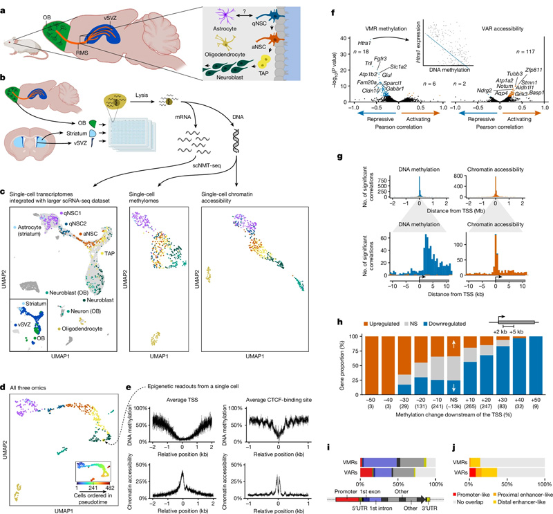 成年NSC譜系的單細(xì)胞三組學(xué) 成年NSC譜系的單細(xì)胞三組學(xué)