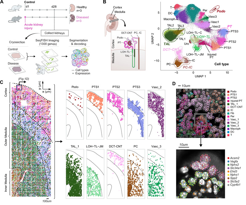 seqFISH揭示了所有主要的腎細(xì)胞類型及其在腎臟中的位置，以及AKI后的成分和空間變化