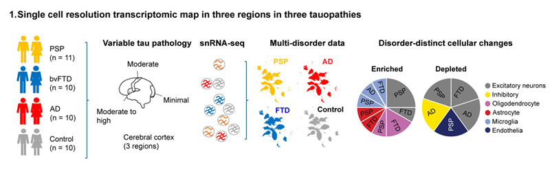 三種tau蛋白病三個(gè)區(qū)域的單細(xì)胞分辨率轉(zhuǎn)錄組圖譜