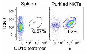 《自然癌癥》：利用自然殺傷T細胞推進實體瘤的癌癥免疫治療