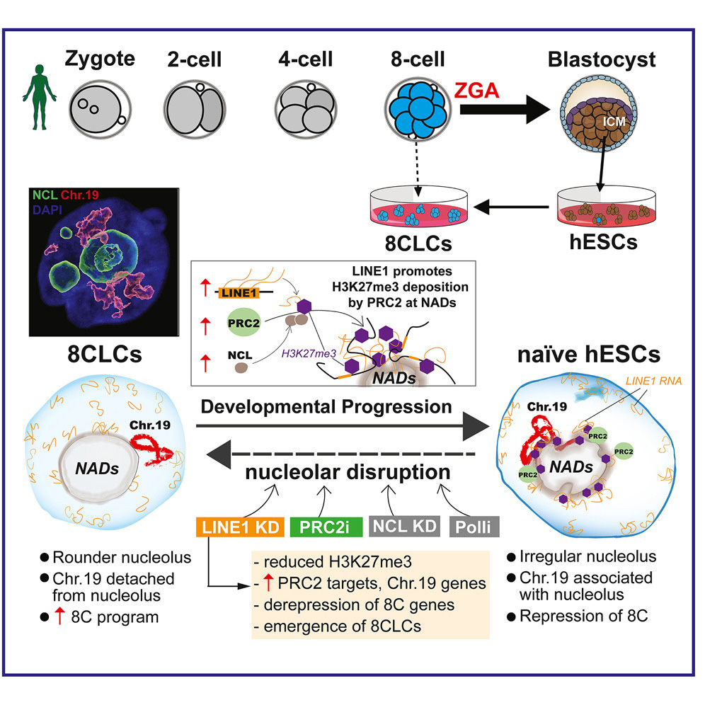 LINE1家族阻止了人類胚胎干細胞（hESC）向8細胞樣細胞（8CLC）的逆轉