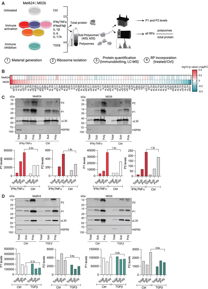 P-莖區(qū)定義了一種細(xì)胞因子反應(yīng)性核糖體亞群 P-莖區(qū)定義了一種細(xì)胞因子反應(yīng)性核糖體亞群