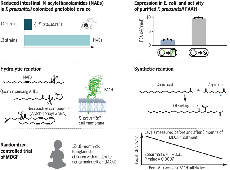 調(diào)節(jié)管腔NAEs的F.prausnitzii FAAH的發(fā)現(xiàn)和特征