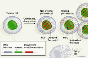 Nature：難怪抗癌“神藥”也救不了腫瘤耐藥！原來是癌細胞改了代謝方式，更愛脂肪酸