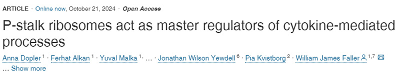 
P-柄核糖體是細(xì)胞因子介導(dǎo)過程的主要調(diào)節(jié)因子