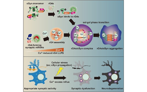 《Cell》與帕金森病相關(guān)的蛋白質(zhì)聚集的新機制