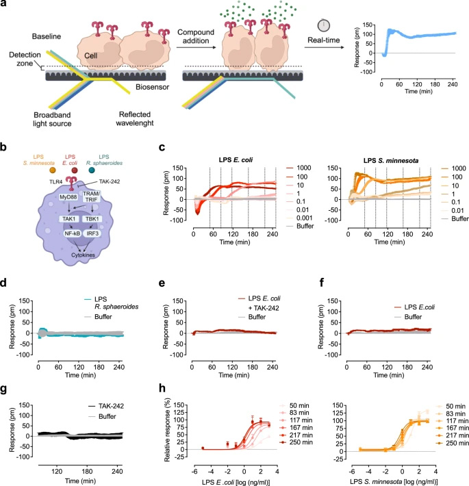 光學(xué)生物傳感器在HEK293 TLR4/MD-2/CD14報告細(xì)胞中區(qū)分不同的LPS化學(xué)型 光學(xué)生物傳感器在HEK293 TLR4/MD-2/CD14報告細(xì)胞中區(qū)分不同的LPS化學(xué)型