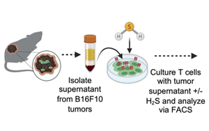 Science Advances：高爾基體越多，T細(xì)胞就越健壯，就越能抗癌！
