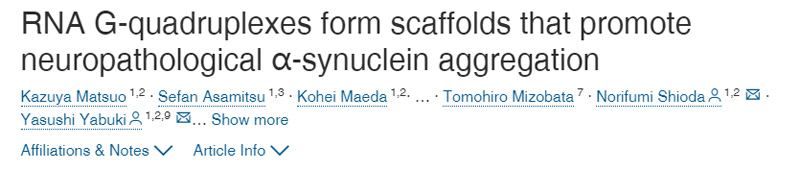RNA G-四聯(lián)體形成支架促進(jìn)神經(jīng)病理性的α-突觸核蛋白聚集