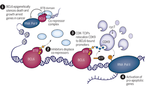 Science：突破傳統(tǒng)，利用細(xì)胞自然死亡機(jī)制殺死癌細(xì)胞