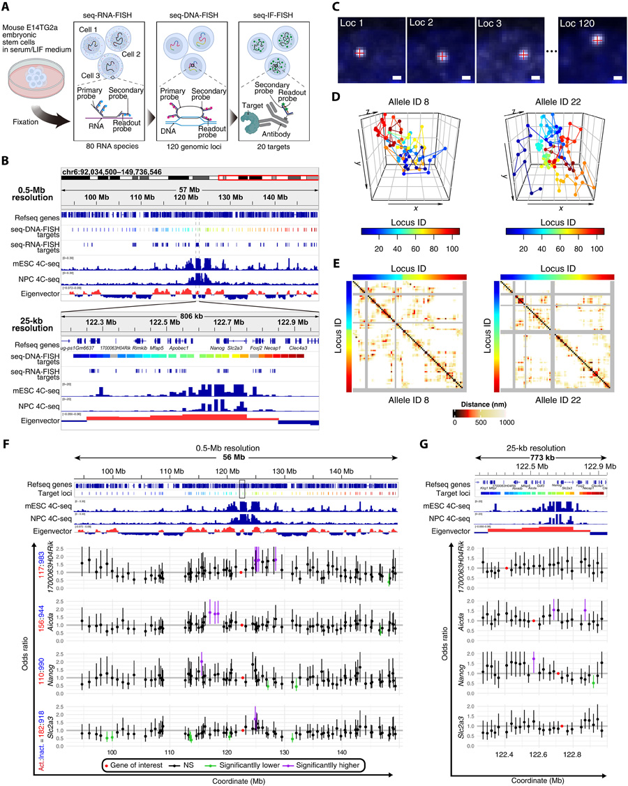轉(zhuǎn)錄活性狀態(tài)特異性基因組鄰近性 轉(zhuǎn)錄活性狀態(tài)特異性基因組鄰近性