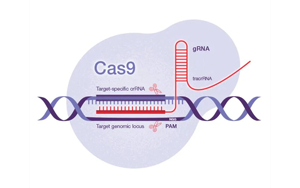 Science：一種開創(chuàng)性的遺傳方法——利用CRISPR-Cas9技術(shù)，激活細(xì)菌隱藏的藥物潛能