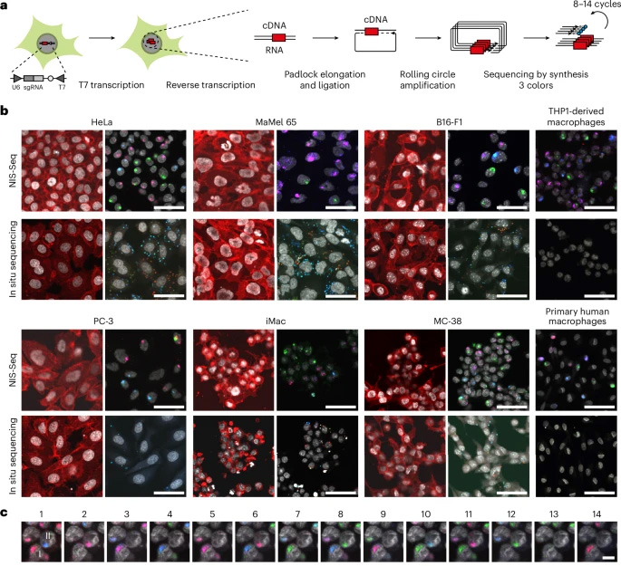 NIS-Seq能夠在有核細胞中進行光學(xué)條形碼識別