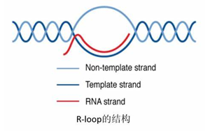 Science：真的沒想到，RNA:DNA這種特殊“三明治”結(jié)構(gòu)與情緒體驗(yàn)密切相關(guān)