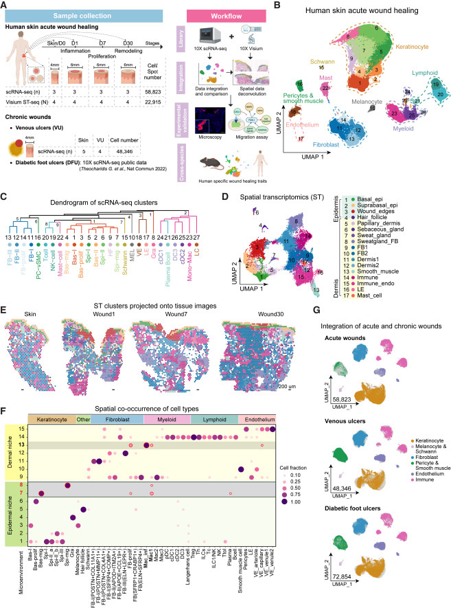 人類皮膚傷口愈合的時(shí)空?qǐng)D