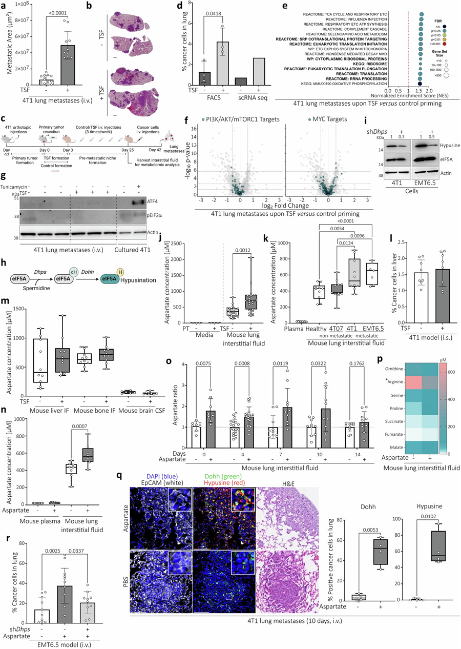 侵襲性肺轉(zhuǎn)移顯示翻譯增加，與經(jīng)典調(diào)節(jié)因子或應(yīng)激刺激無關(guān)