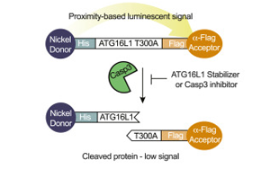 Broad研究所創(chuàng)建了一種新的方法來靶向和糾正與疾病相關(guān)的蛋白質(zhì)