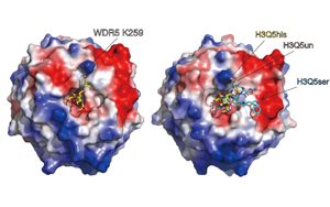 《Nature》單胺類神經(jīng)遞質(zhì)對(duì)大腦結(jié)構(gòu)不為人知的作用機(jī)制