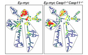 Nature子刊：炎性體保護(hù)干細(xì)胞免于癌變