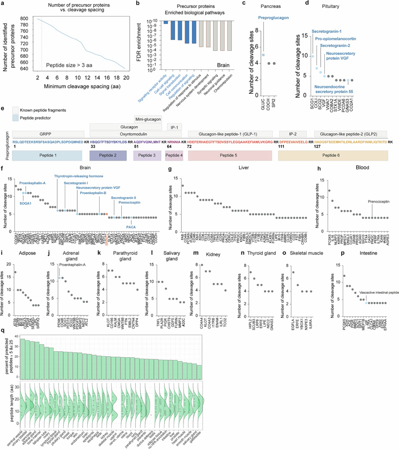肽預(yù)測器映射了一大組經(jīng)過蛋白水解處理的人類肽