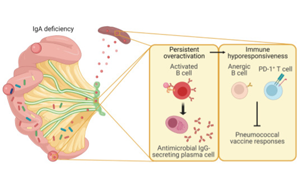 Science子刊：腸道菌群、免疫球蛋白A與疫苗效力的關(guān)系