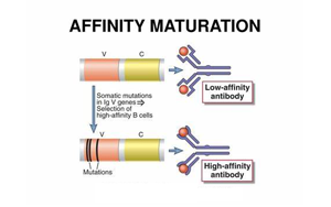《Nature》讓B細胞“儲存”成功突變，打造HIV等高效抗體疫苗