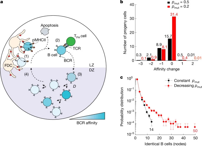 基于主體的GC反應(yīng)模型