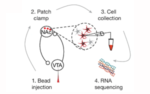 《Nature》肥胖背后的神經(jīng)機制與恢復(fù)進食愉悅的關(guān)鍵分子靶點