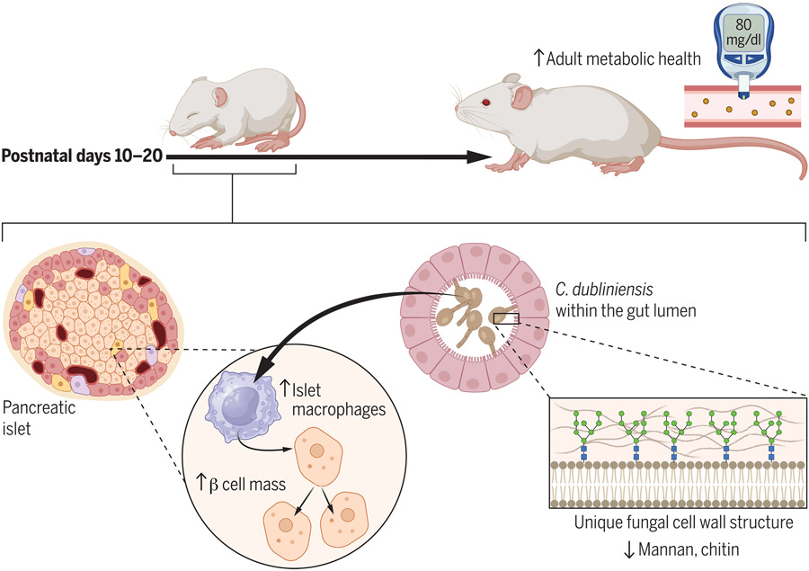 都柏林念珠菌定植促進出生后胰腺發(fā)育