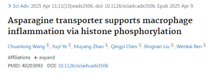 天冬酰胺轉(zhuǎn)運(yùn)蛋白通過(guò)組蛋白磷酸化支持巨噬細(xì)胞炎癥