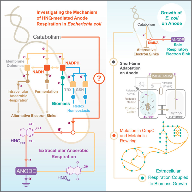 HNQ介導(dǎo)的大腸桿菌陽極呼吸機(jī)制的研究 HNQ介導(dǎo)的大腸桿菌陽極呼吸機(jī)制的研究