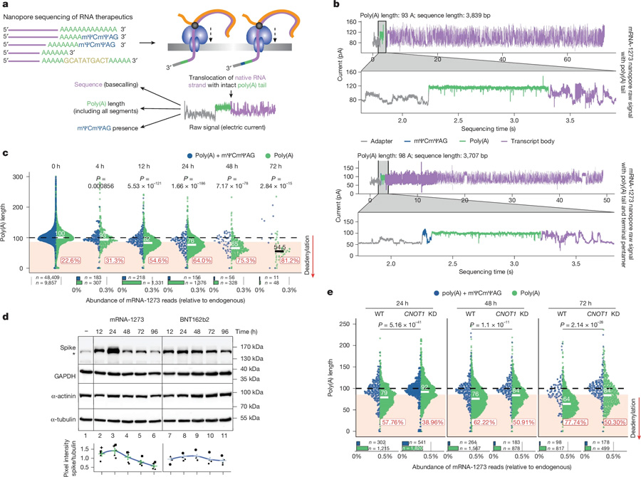 mRNA-1273的DRS揭示了模型細(xì)胞系中CCR4-NOT介導(dǎo)的poly（A）尾部動力學(xué)