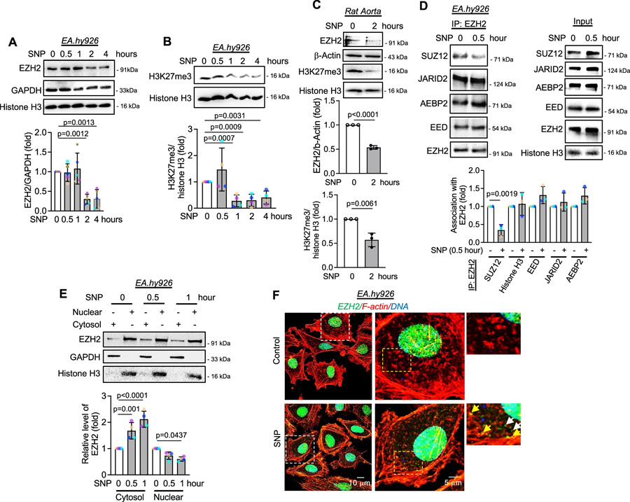 一氧化氮通過誘導(dǎo)SUZ12解離，引發(fā)EZH2蛋白的胞質(zhì)定位與降解，并伴隨H3K27me3水平的早期下降