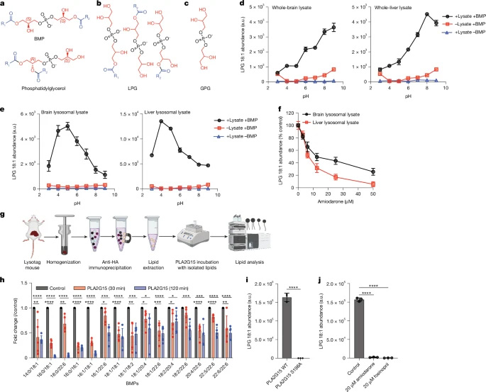  PLA2G15能夠水解BMP脂質(zhì)
