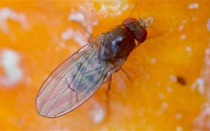 打破經(jīng)典教科書：首次發(fā)現(xiàn)對兩性都 “作弊” 的染色體！