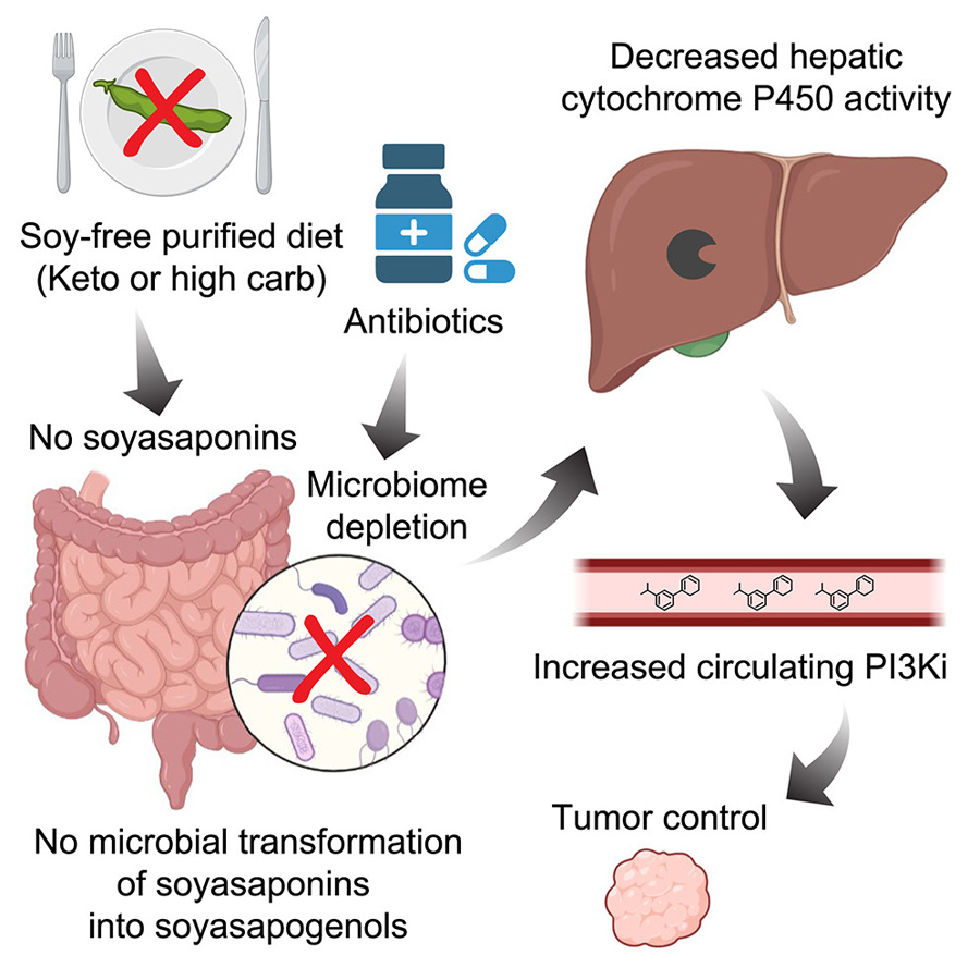  高碳水化合物、低植物化學(xué)物質(zhì)飲食與PI3K抑制協(xié)同治療小鼠癌癥，通過削減腸道微生物組的抗生素同樣具有此效果