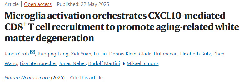  小膠質(zhì)細(xì)胞激活調(diào)控CXCL10介導(dǎo)的CD8+ T細(xì)胞募集，促進(jìn)衰老相關(guān)白質(zhì)變性