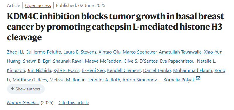 抑制 KDM4C 可通過促進(jìn)組織蛋白酶 L 介導(dǎo)的組蛋白 H3 剪切來阻斷基底型乳腺癌的腫瘤生長(zhǎng)。