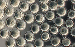 驅(qū)動(dòng)重組蛋白、疫苗與CGT生產(chǎn)的無血清/低血清培養(yǎng)基