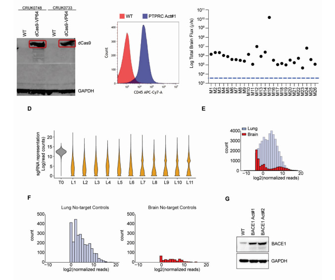 體內(nèi)CRISPR激活篩選發(fā)現(xiàn)BACE1驅(qū)動(dòng)肺腺癌腦轉(zhuǎn)移 體內(nèi)CRISPR激活篩選發(fā)現(xiàn)BACE1驅(qū)動(dòng)肺腺癌腦轉(zhuǎn)移