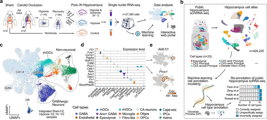 通過機器學(xué)習(xí)生成用于精確細(xì)胞類型注釋的綜合海馬圖譜 通過機器學(xué)習(xí)生成用于精確細(xì)胞類型注釋的綜合海馬圖譜