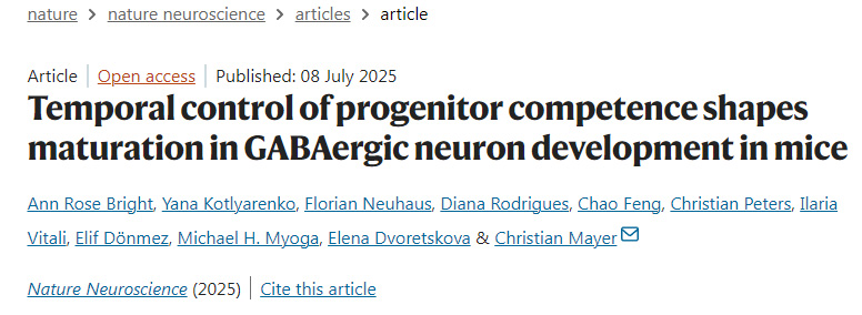 時序調(diào)控祖細(xì)胞潛能決定小鼠GABA能神經(jīng)元發(fā)育的成熟過程