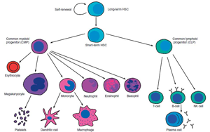 Nature Genetics：新方法揭秘癌細(xì)胞的進(jìn)化過(guò)程