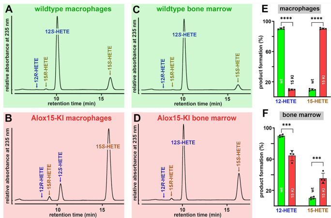 Leu353Phe突變使人源化小鼠Alox15從12-脂氧合酶轉(zhuǎn)變?yōu)?5-脂氧合酶 Leu353Phe突變使人源化小鼠Alox15從12-脂氧合酶轉(zhuǎn)變?yōu)?5-脂氧合酶